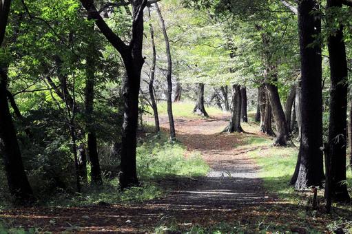 山道 山道の写真