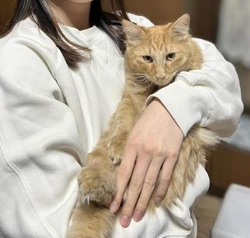 女性に抱かれている茶トラの猫 女性,抱く,抱っこの写真素材