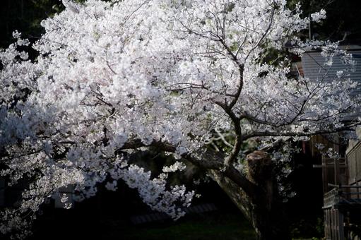 Cherry blossoms in Shukunegi, JPG Cherry blossoms in Shukunegi, JPG