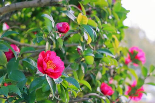山茶花　早春 サザンカ,花,冬の写真素材