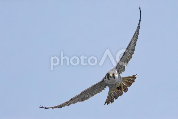 蒼天の中、こちらに向かって来るハヤブサ はやぶさ,ハヤブサ,隼の写真素材
