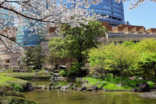 Cherry blossoms at Roppongi Hills Mori Garden in early April, JPG Cherry blossoms at Roppongi Hills Mori Garden in early April, JPG