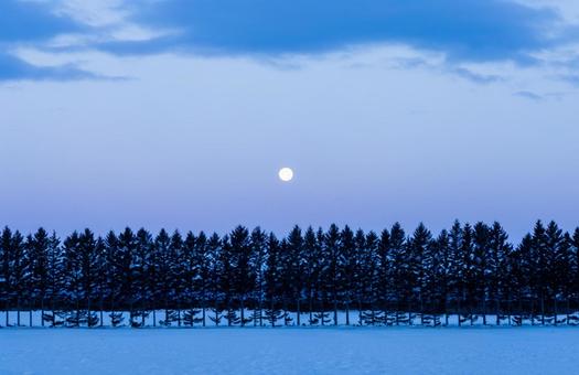 夜明け前の月と木々 夜明け前の月と木々の写真