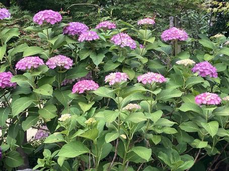 たくさんの紫陽花 たくさんの紫陽花 あじさい,6月,アジサイの写真素材