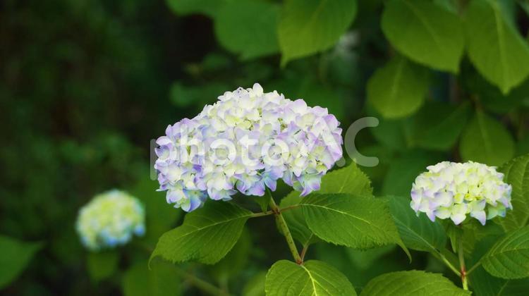 小川沿いに植えられたアジサイ アジサイ,薄紫色,紫陽花の写真素材