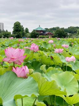 ハス ハス ハス,蓮,花びらの写真素材