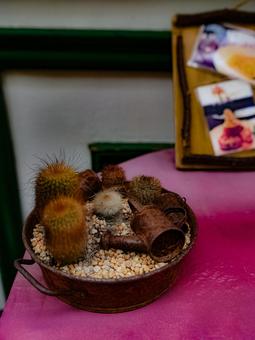 サボテン サボテン,小さい,箱庭の写真素材