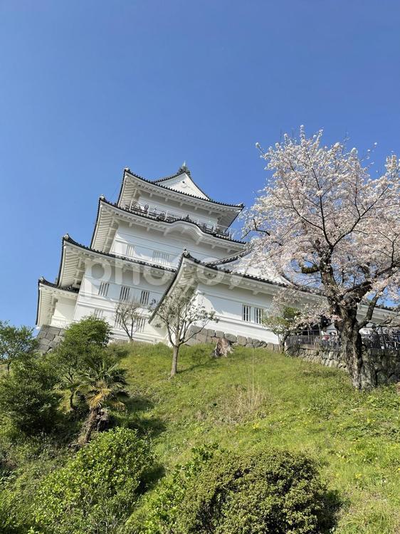 小田原城と桜05 城,青空,風景の写真素材