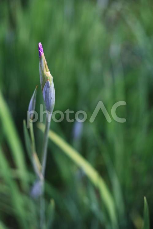 菖蒲の蕾（英名　iris） iris,菖蒲,ショウブの写真素材