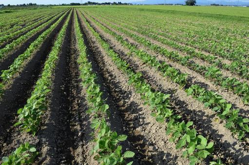 Soybean field, JPG Soybean field, JPG