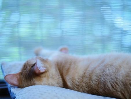 Cat taking a nap, JPG
