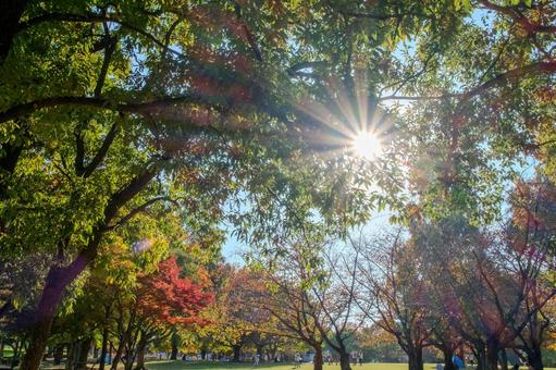 春日公園で木漏れ日が差し込む紅葉の風景 秋,木漏れ日,紅葉の写真素材