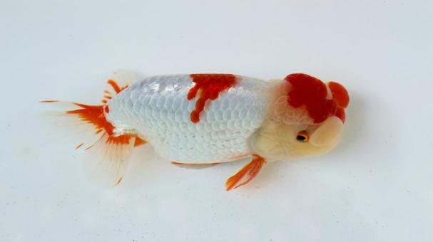 【魚の写真】らんちう(金魚) 【魚の写真】らんちう(金魚) ペット,水槽,魚の写真素材