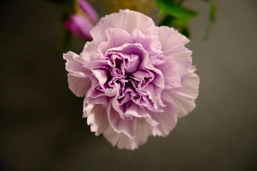 カーネーションムーンダスト2 花,カーネーション,青の写真素材