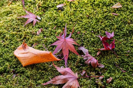 もみじ公園の秋(42) 秋,紅葉,モミジの写真素材