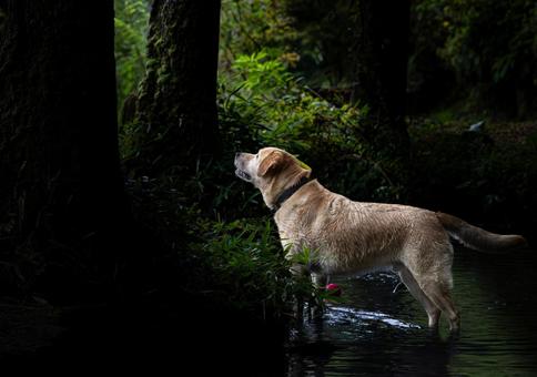 光の射す方への写真