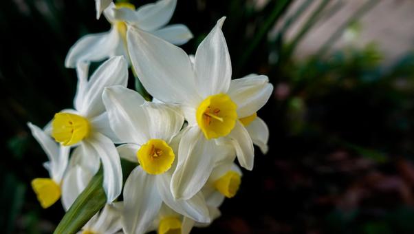 初春の庭先に咲くスイセンの花 初春の庭先に咲くスイセンの花の写真