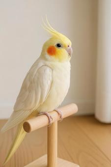 部屋の中で止まり木に止まるオカメインコの写真