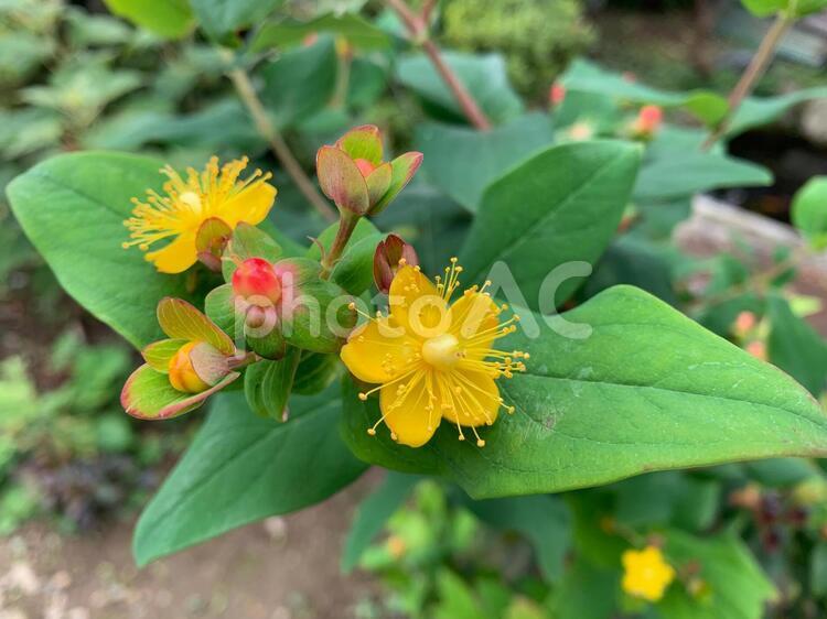 黄色の花と赤い実 自然,葉,何人もありませんの写真素材