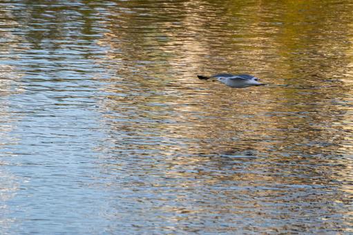 ウミネコの飛翔⑷の写真