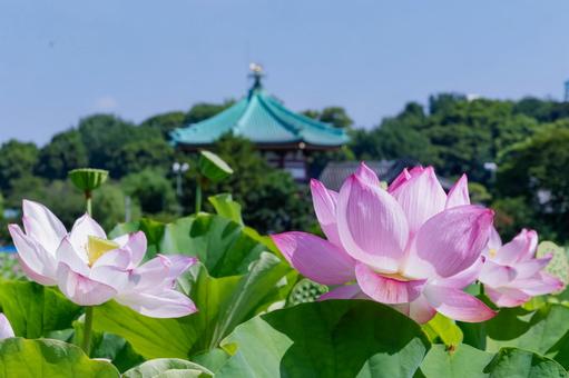 蓮 蓮の写真