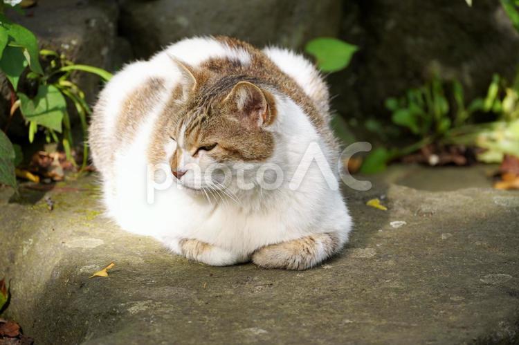 日差しの中で丸くなる猫 横顔,緑,植物の写真素材