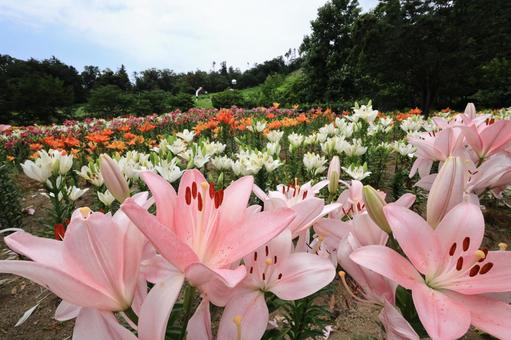 どんでん平ゆり園 どんでん平ゆり園の写真