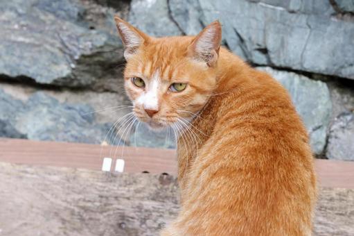 こちらを振り返る茶トラ猫 こちらを振り返る茶トラ猫 猫,ネコ,ねこの写真素材