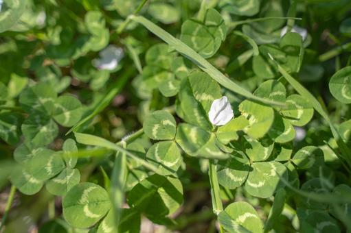 クローバーと桜の花びらの写真
