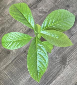 avocado, JPG avocado, JPG