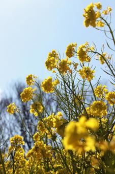 菜の花 空,背景,菜の花の写真素材
