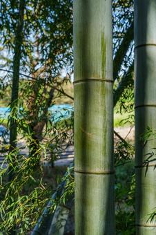 竹林　見沼通船堀公園 竹,竹林,緑の写真素材