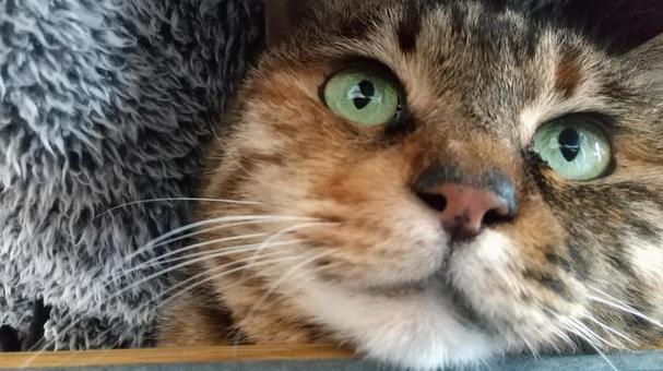 キジトラのアップ キジトラ,猫,メス猫の写真素材