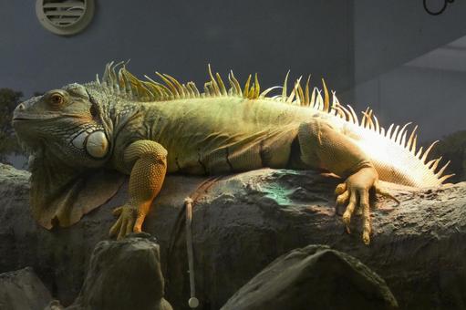 グリーンイグアナ 横浜,野毛山,イグアナの写真素材