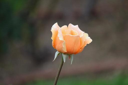 オレンジ色のバラの花の蕾のアップの写真