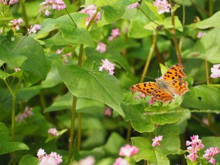 蝶　蕎麦の花にとまるキタテハ 蝶,黄立羽,タテハチョウ科の写真素材