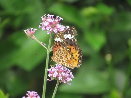 Photo, tsunaglo hiyomon, python butterfly, white-tailed butterfly, 
