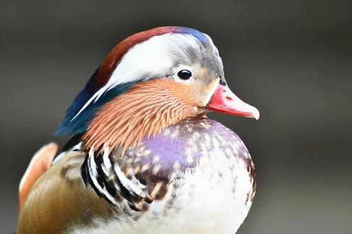 オシドリ オシドリ 鳥,野鳥,水辺の鳥の写真素材