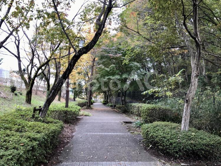 木々が続く道 木,道路,風景の写真素材