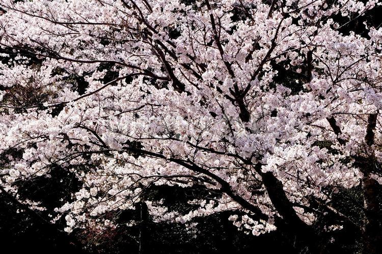 満開のさくら 桜,さくら,サクラの写真素材
