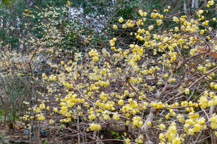 満開の蝋梅が彩る冬の森 蝋梅,黄,冬の写真素材