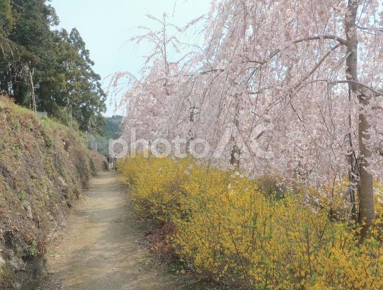 しだれ桜　ピンクの滝のよう　日本の春 枝垂れ桜,桜,花見の写真素材