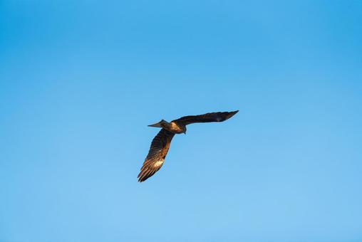 大空で方向転換するトビ 大空で方向転換するトビ トビ,猛禽類,タカ科の写真素材