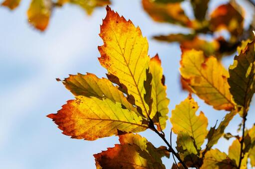 日差しを浴びる色づいた秋の葉 秋,紅葉,自然の写真素材