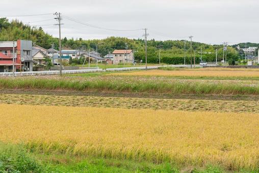 実りの季節の秋の田んぼとコスモス畑 実りの季節の秋の田んぼとコスモス畑 田んぼ,田園,稲穂の写真素材