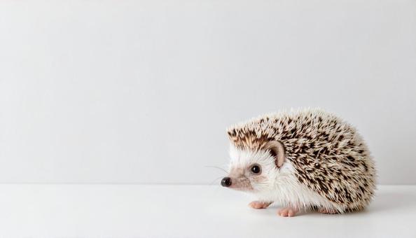 ハリネズミの人形 ハリネズミの人形の写真