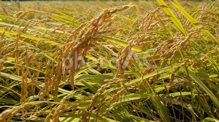 たわわに実った稲穂 田んぼ,稲,収穫の写真素材