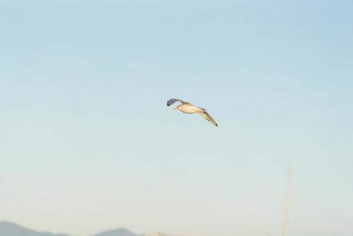 大空を優雅に舞うセグロカモメ セグロカモメ,渡り鳥,冬鳥の写真素材