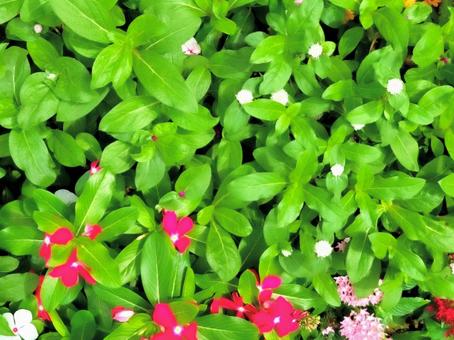 いきいきとした花壇の花　ガーデニング 花,花壇,花畑の写真素材