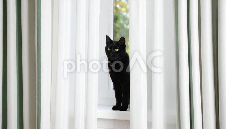 カーテンから顔を出す黒猫 黒猫,カーテン,顔を出すの写真素材